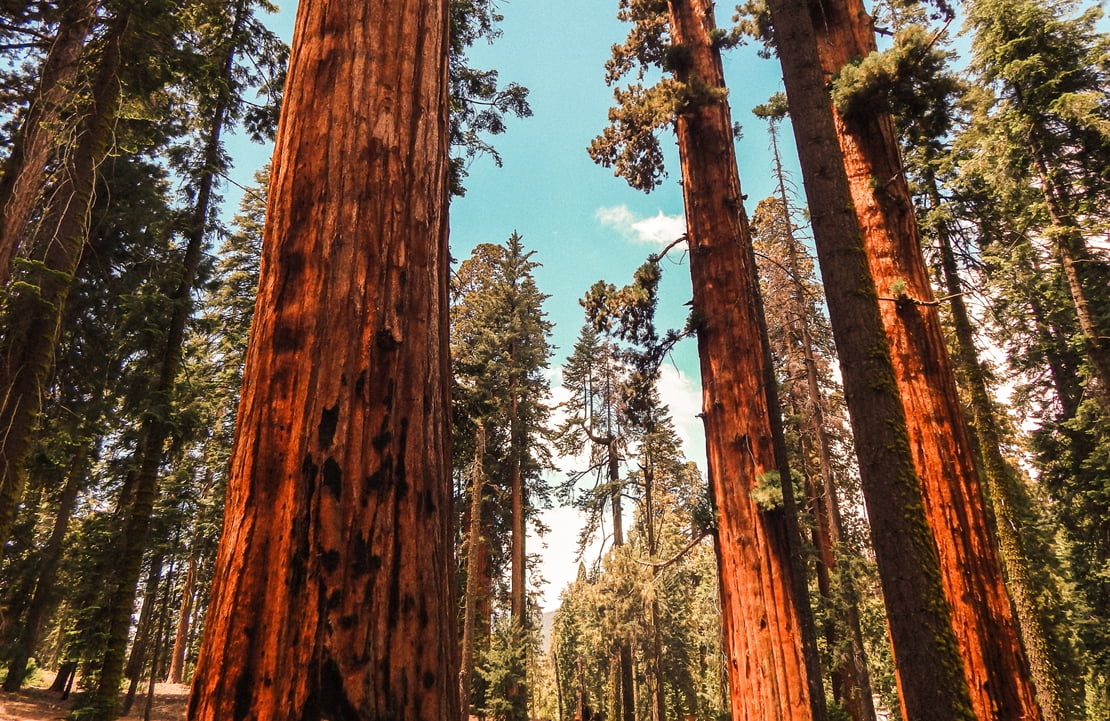 Voyage en famille en Californie - Le Sequoia Park, pays des géants - Amplitudes