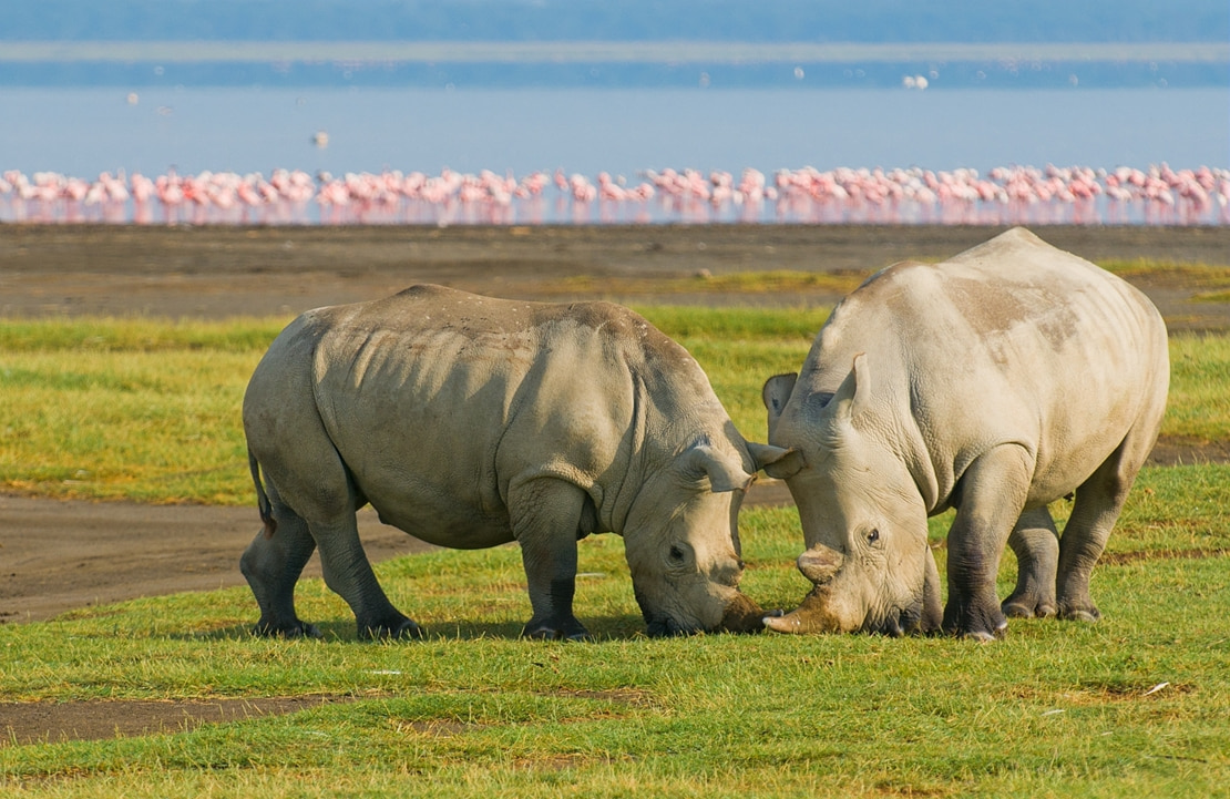 Safari au Kenya - Les rhinocéros du sanctuaire Ol Pejeta, vision impressionnante de votre safari Big Five - Amplitudes