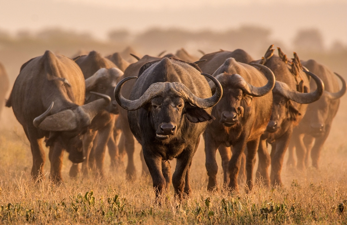 Circuit chauffeur-guide Tanzanie - Troupeau de buffle dans le Serengeti - Amplitudes