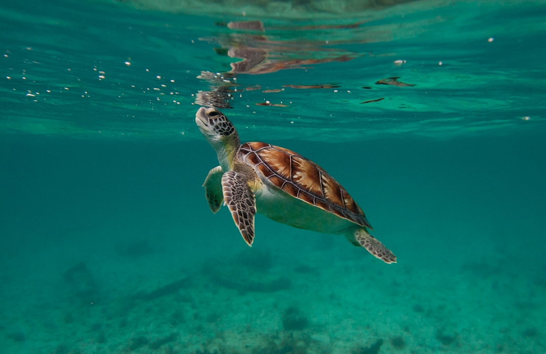 Road-trip au Mexique - Les tortues de la baie d'Akumal dans le Yucatan - Amplitudes