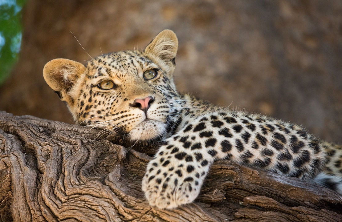 Circuit chauffeur-guide au Botswana - Portrait d'un léopard allongé - Amplitudes
