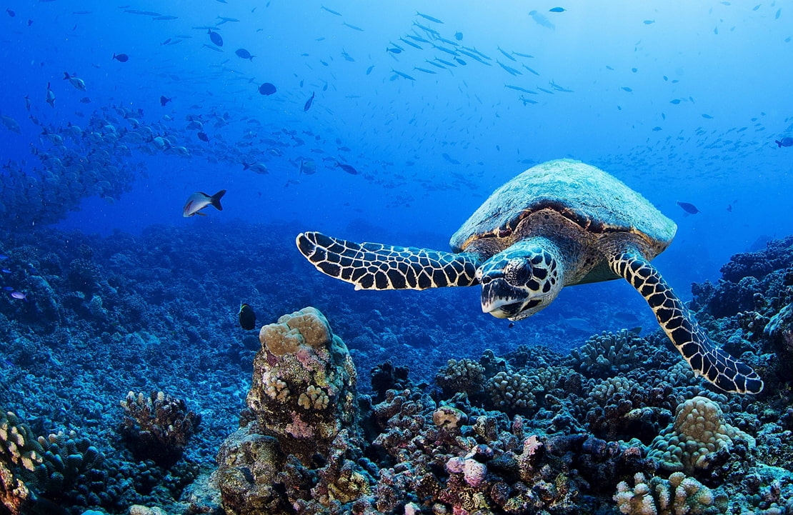 Circuit chauffeur-guide en Polynésie Française - Une tortue nageant dans un jardin corallien - Amplitudes