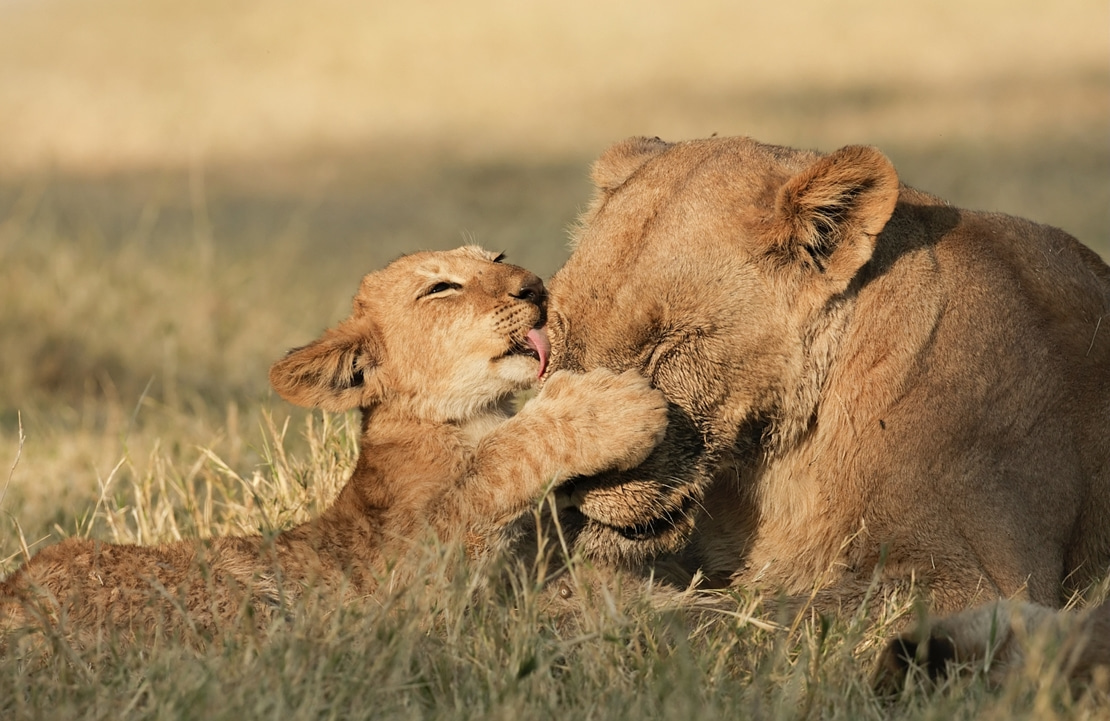 Voyage de luxe en Afrique du Sud - Moment douceur entre une lionne et son petit dans la réserve de Qwabi - Amplitudes