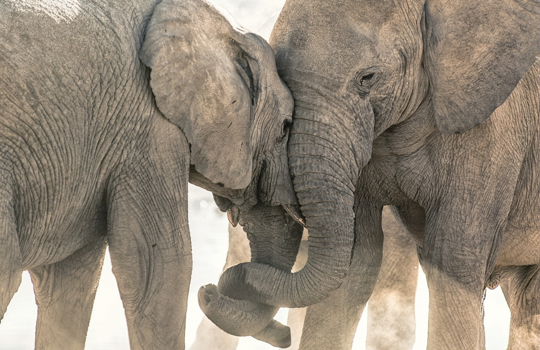 Safari au Zimbabwe - Rencontre avec les éléphants dans votre safari Big Five au Parc de Hwange - Amplitudes