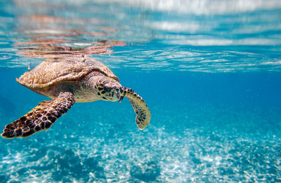 Voyage en amoureux aux Seychelles - Eaux cyanoù nager avec les tortues - Amplitudes