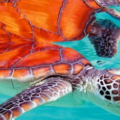 Où nager avec les tortues ? Nos plages préférées