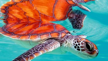 Séjour en Polynésie Française - Où nager avec les tortues caouannes - Amplitudes