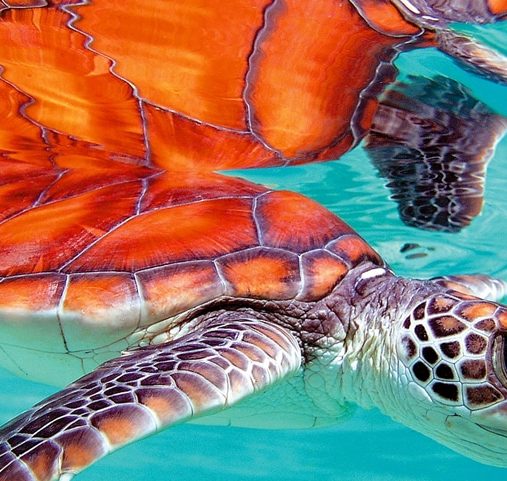 Séjour en Polynésie Française - Où nager avec les tortues caouannes - Amplitudes