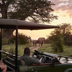 Safari Big Five : où rencontrer les grands animaux d’Afrique ?