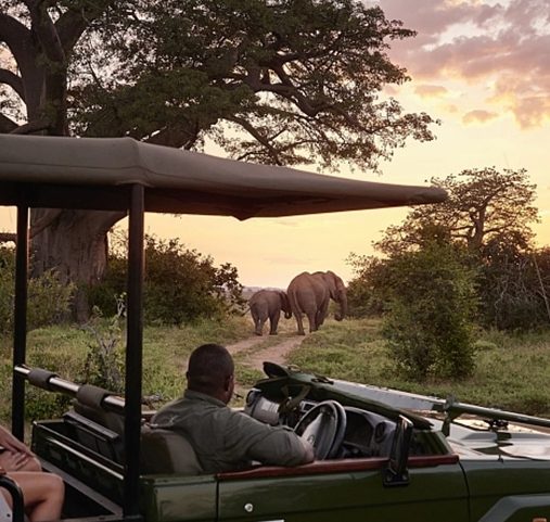 Safari Botswana - Jeep andBeyond Nxabega Okavango - Amplitudes