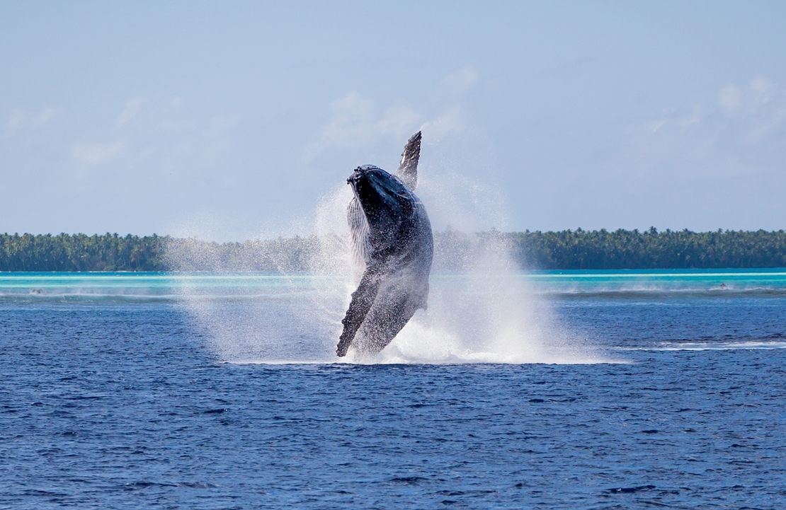 Séjour balnéaire en Polynésie Française- L'impressionnant saut d'une baleine à bosses - Amplitudes
