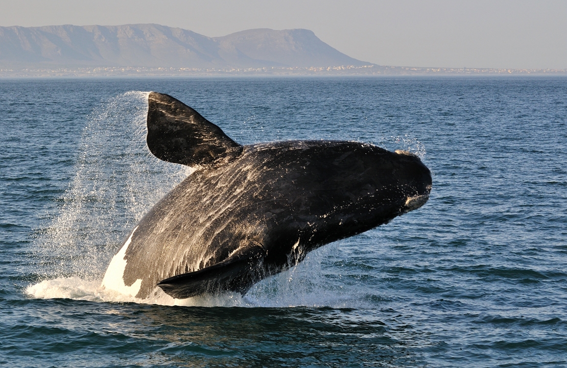 Autotour Afrique du Sud - Où voir les baleines de Walker Bay - Amplitudes