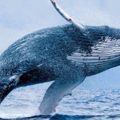 Où voir des baleines ?  Nos destinations fétiches