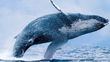 Circuit chauffeur-guide au Canada - Une baleine à bosse jaillissant sur la côte pacifique canadienne - Amplitudes