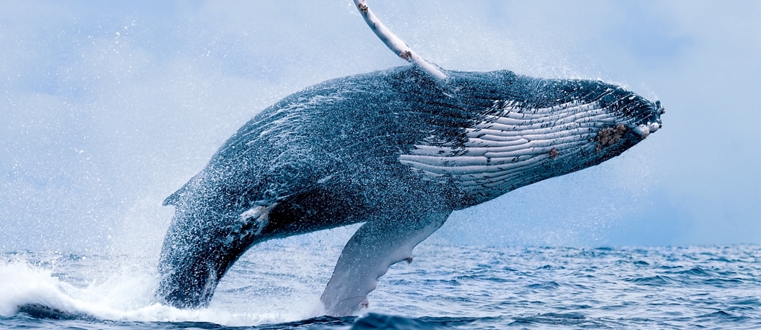 Circuit chauffeur-guide au Canada - Une baleine à bosse jaillissant sur la côte pacifique canadienne - Amplitudes