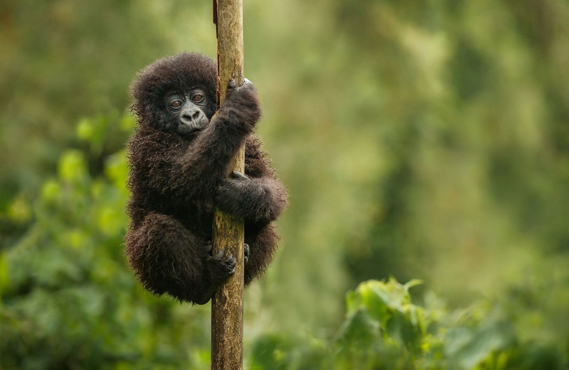 Voyage de luxe au Rwanda - Portrait d'un gorille dans la Parc national des Volcans - Amplitudes