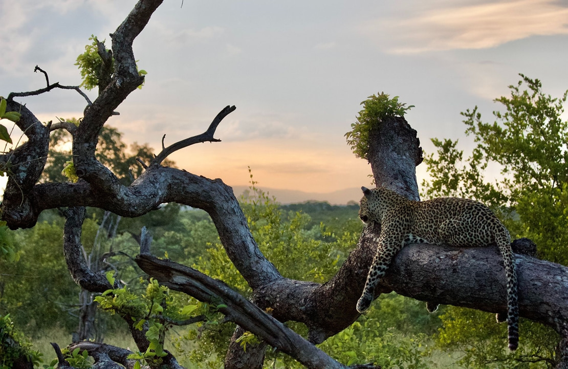 Voyage de noces en Afrique du Sud - Un léopard se reposant sur un arbre - Amplitudes