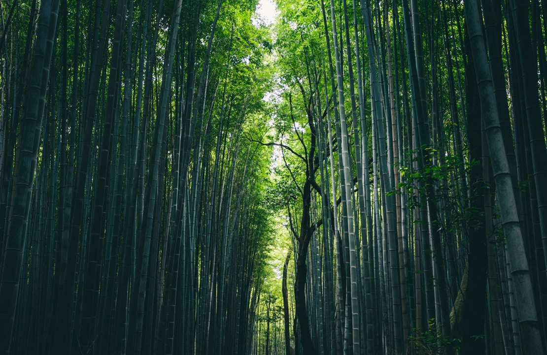 Séjour au Japon - La forêt de bambous d'Arashiyama - Amplitudes