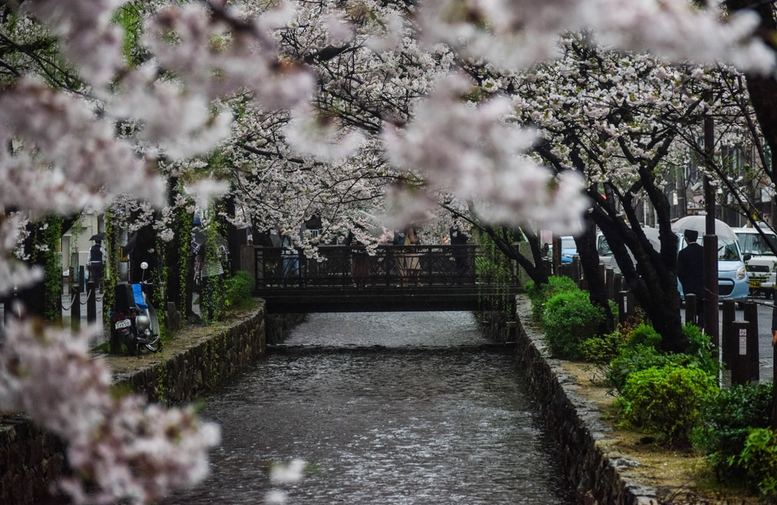 Voyage en train au Japon - Le canal de la rue Kiyamachi-dori et ses arbres fleuris - Amplitudes 