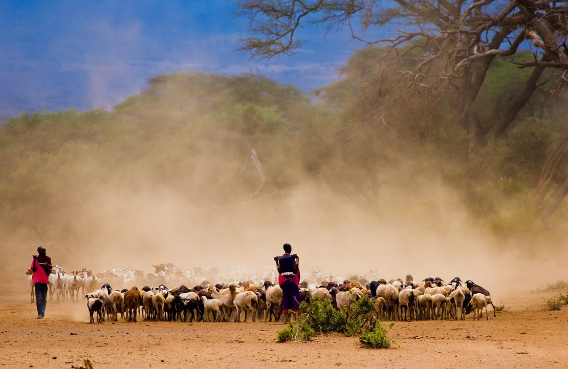 Safari au Kenya - Un berger masaï et son troupeau - Amplitudes