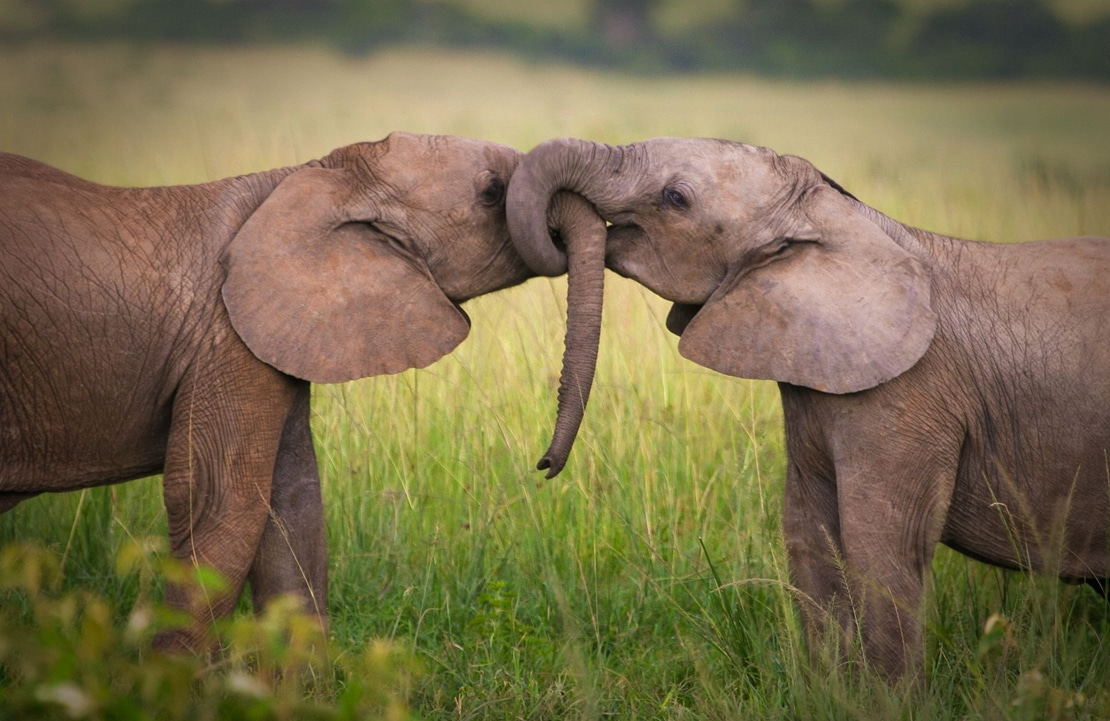 Lune de miel au Kenya - Deux éléphants se cajolant - Amplitudes