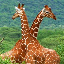 Safari au Kenya ou en Tanzanie ? Trouvez votre savane
