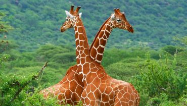 Safari au Kenya - Un couple de girafes dans la jungle kenyane - Amplitudes