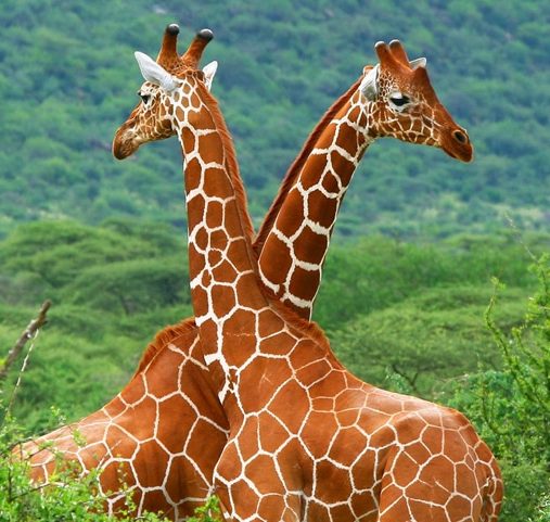 Safari au Kenya - Un couple de girafes dans la jungle kenyane - Amplitudes