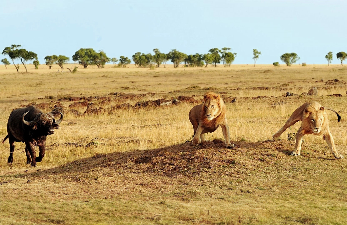 Voyage au Kenya - Scène de chasse entre lions et gnous dans le Masai Mara - Amplitudes