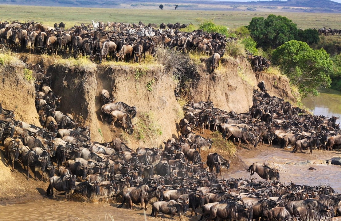 Voyage Masaï Mara - La Grande Migration - Amplitudes