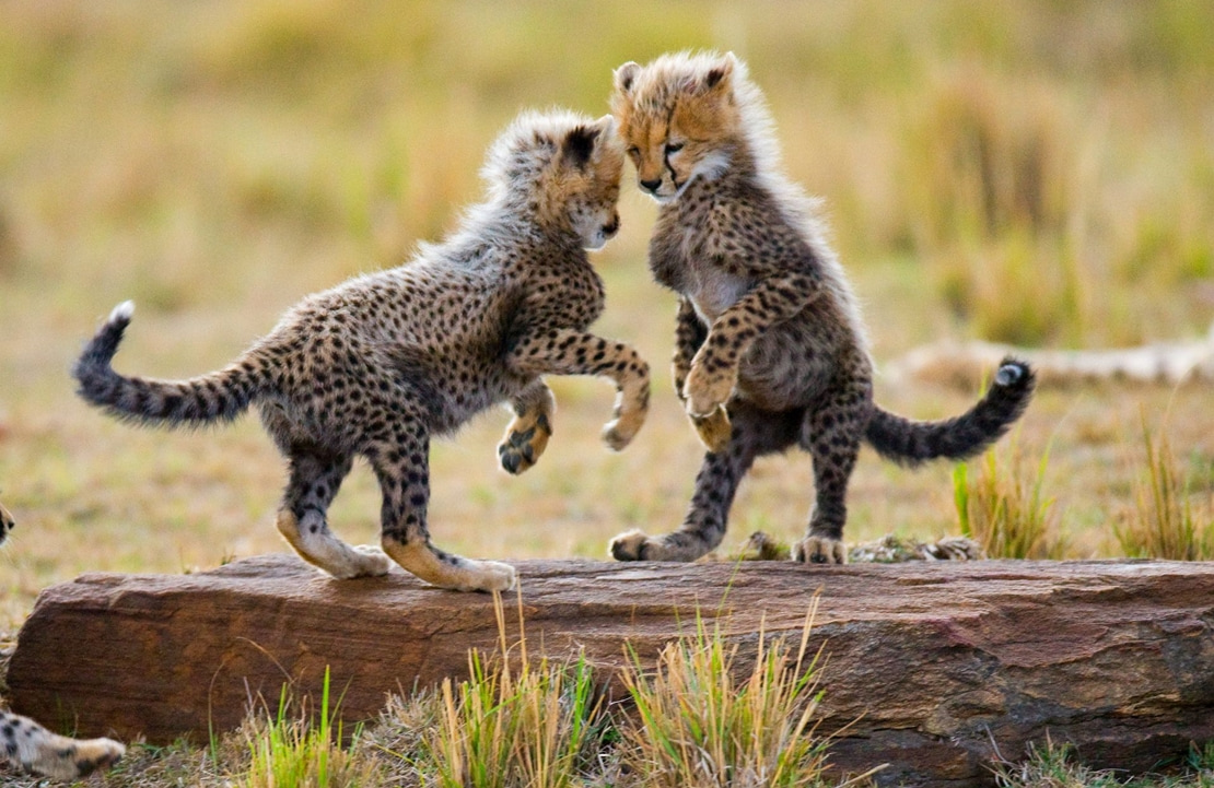 Safari en Tanzanie - Deux petits léopards jouant dans le Serengeti - Amplitudes