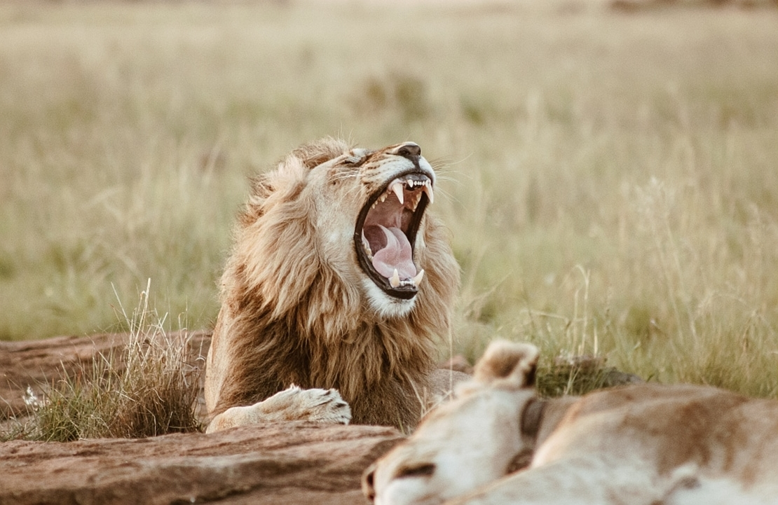 Safari au Masaï Mara - Un lion rugissant dans la savane kenyane - Amplitudes