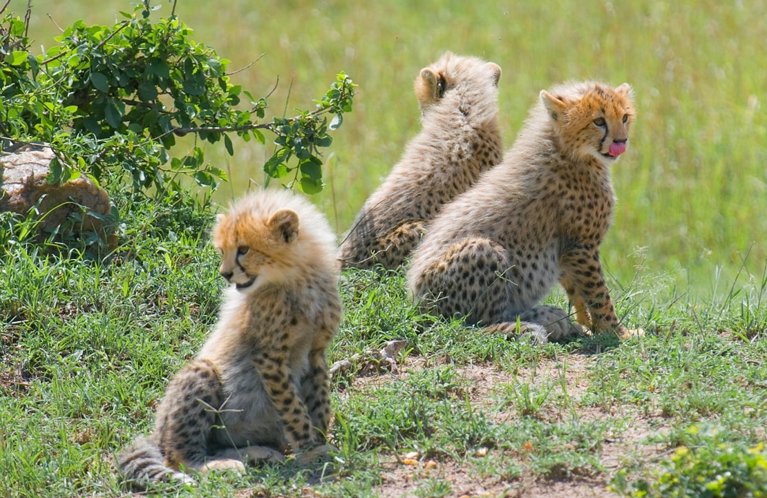 Voyage en famille au Kenya - Trois petits guépards attendant leur mère - Amplitudes