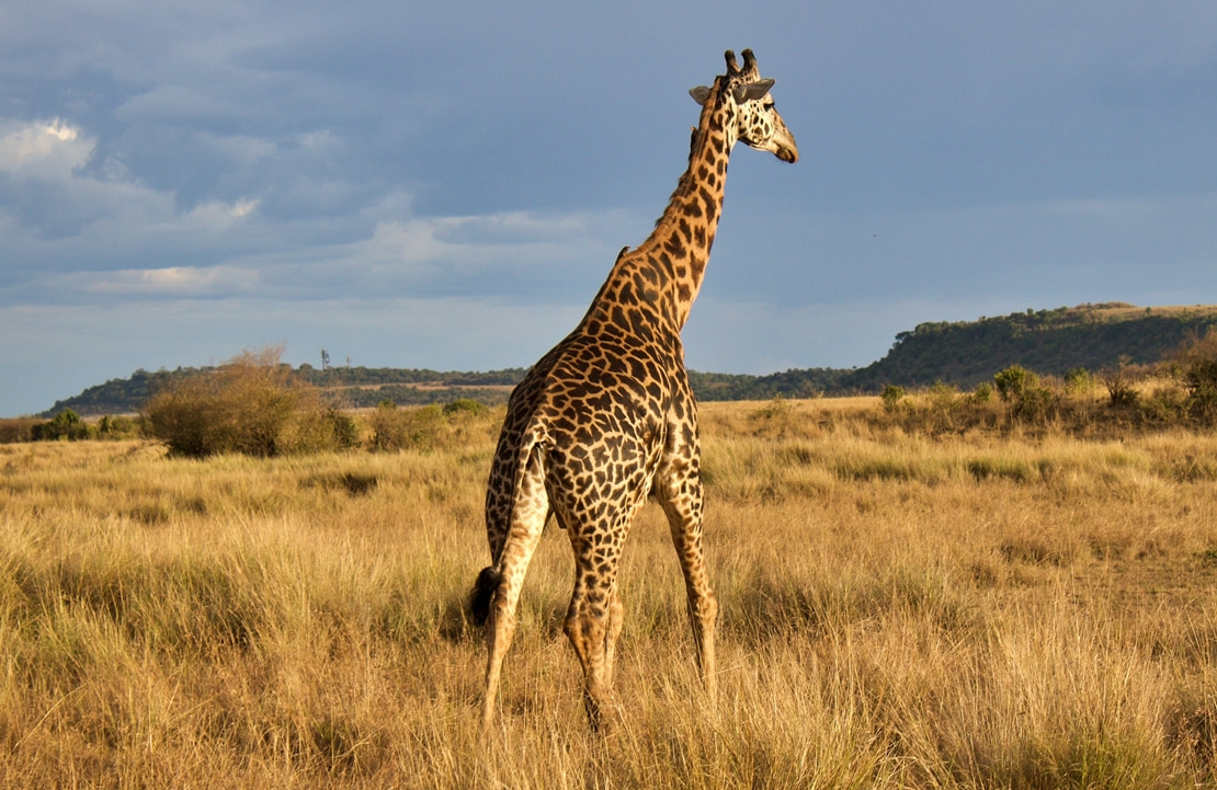Voyage en solo au Kenya - Une girafe traversant la plaine du Masaï Mara - Amplitudes