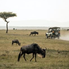 Le Masaï Mara : notre guide découverte