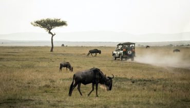 Circuit chauffeur-guide au Kenya - Le Masai Mara en safari - Amplitudes