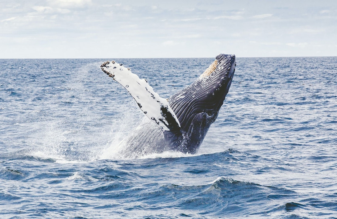 Voyage Trincomalee - baleine -Amplitudes