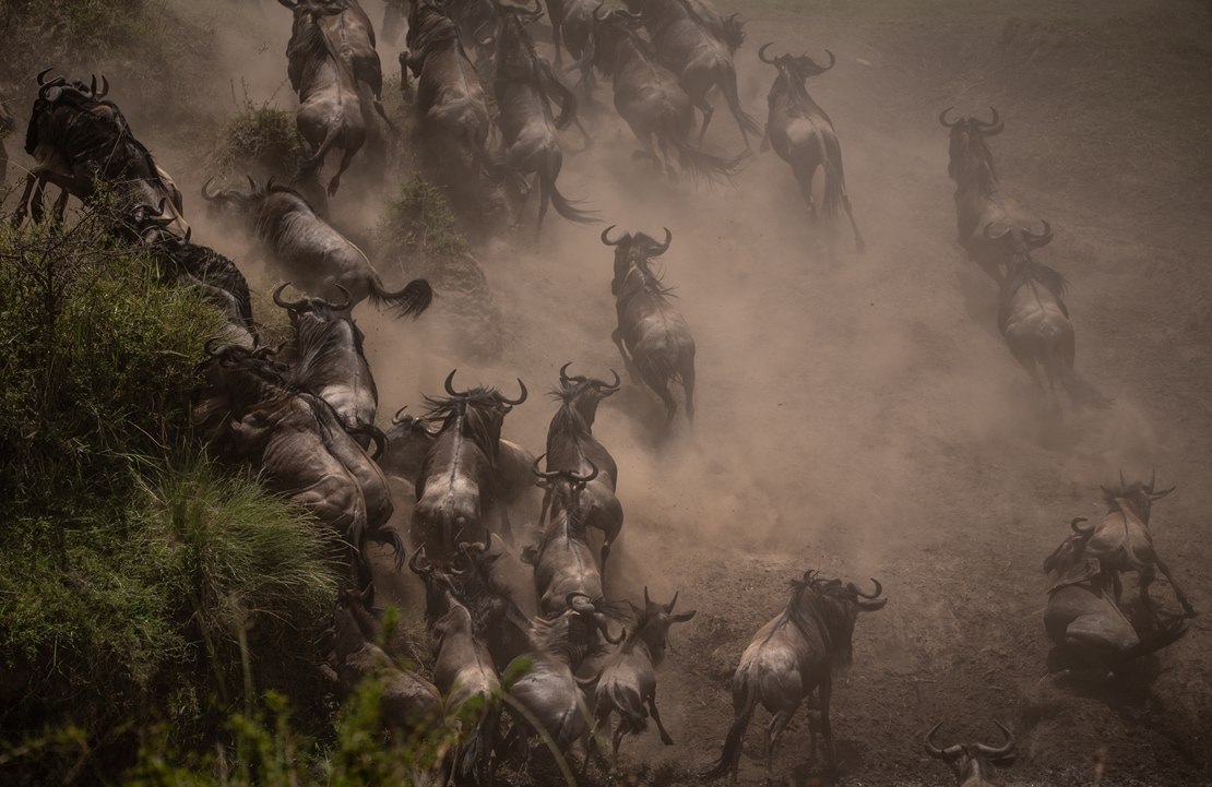 Safari au Masaï Mara - La Grande Migration - Amplitudes