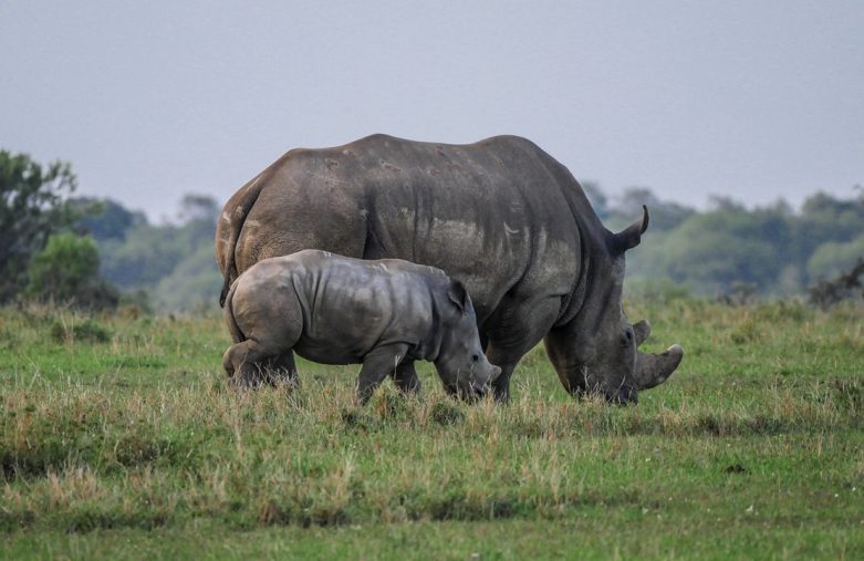 Circuit chauffeur-guide Kenya - Une femelle rhinocéros et son petit dans la réserve d'Ol Pejeta - Amplitudes