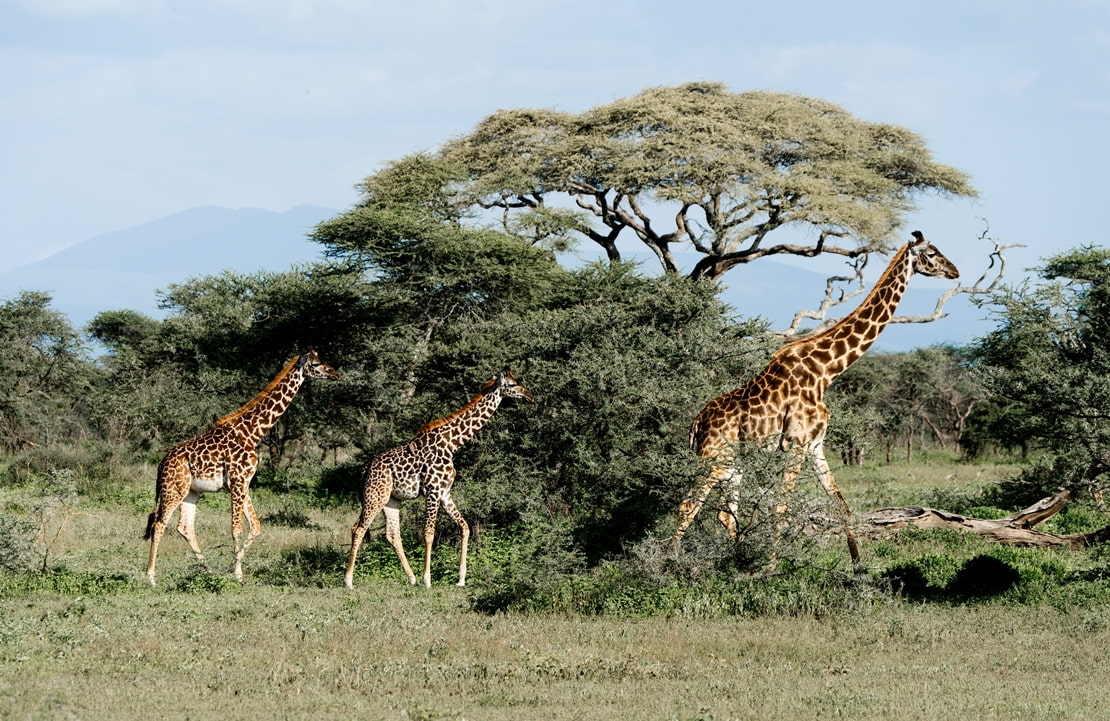 Voyage entre amis au Kenya - Une famille de girafes traversant le Masaï Mara - Amplitudes