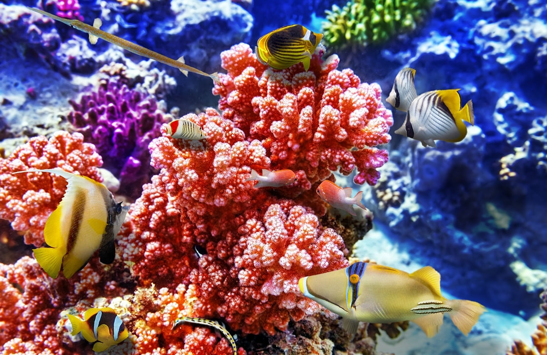 Voyage en famille sur l'atoll de Gaafu Dhaalu - Anémones, coraux et poissons de l'océan Indien - Amplitudes