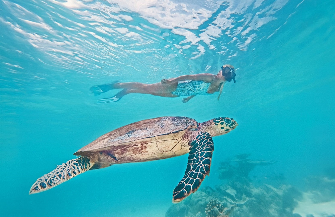 Séjour balnéaire au Coco Palm Dhuni Kolhu - Une tortue accompagnant une plongeuse dans la lagune - Amplitudes