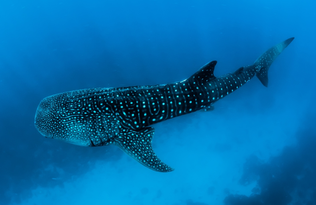 Séjour balnéaire au Lux* South Ari Atoll - Un requin baleine dans le lagon - Amplitudes 