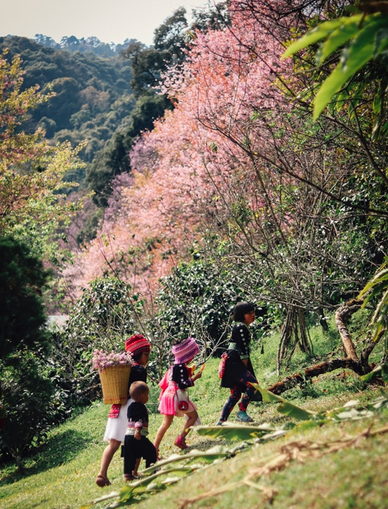 Autotour dans la vallée de Maï Chau - Des enfants Hmong sous les pruniers - Amplitudes