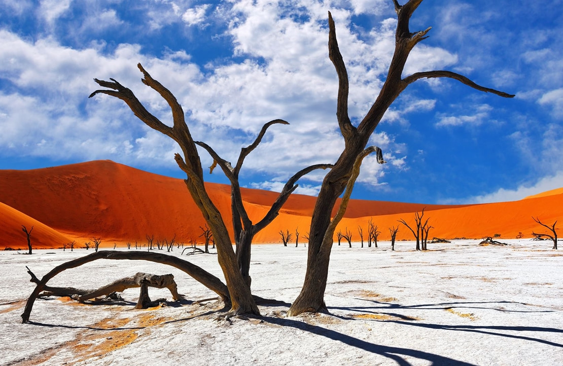 Voyage de luxe en Namibie - Les arbres pétrifiés du désert du Namib - Amplitudes
