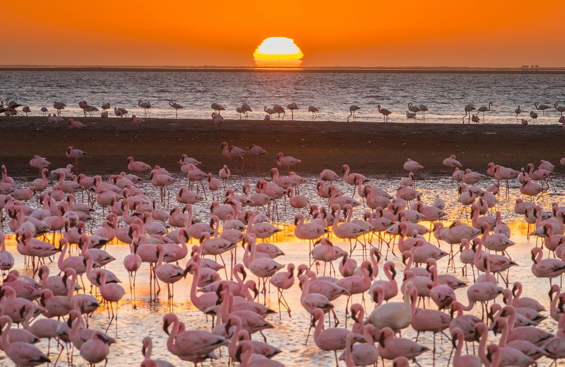 Voyage culturel à Walvis Bay - Une flamboyance de flamants rose au coucher du soleil - Amplitudes