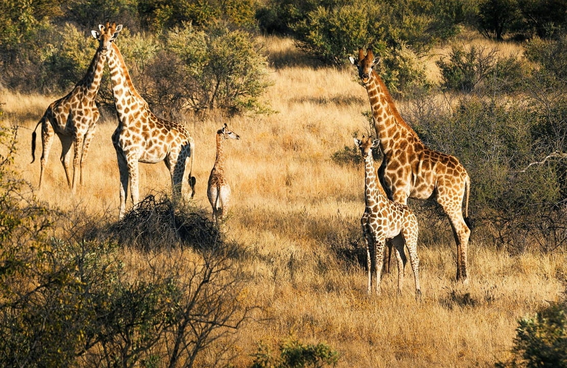 Safari dans la réserve privée de Zannier – Une famille de girafes dans la brousse - Amplitudes