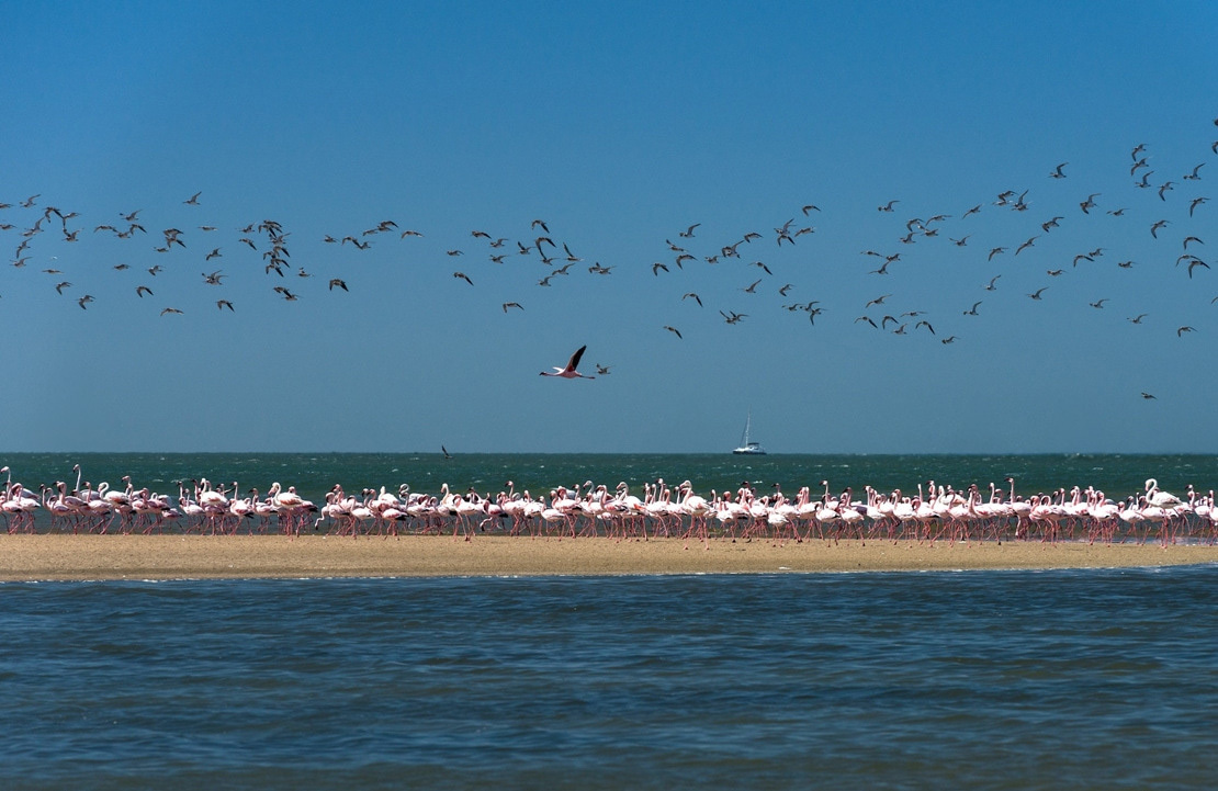 Séjour à Walvis Bay – Envol de flamants roses sur la baie - Amplitudes