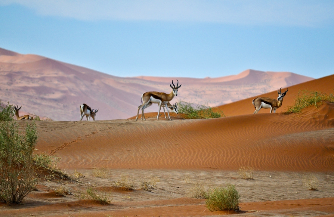 Safari dans le Kalahari - Un groupe d'antilopes au sommet d'une dune - Amplitudes