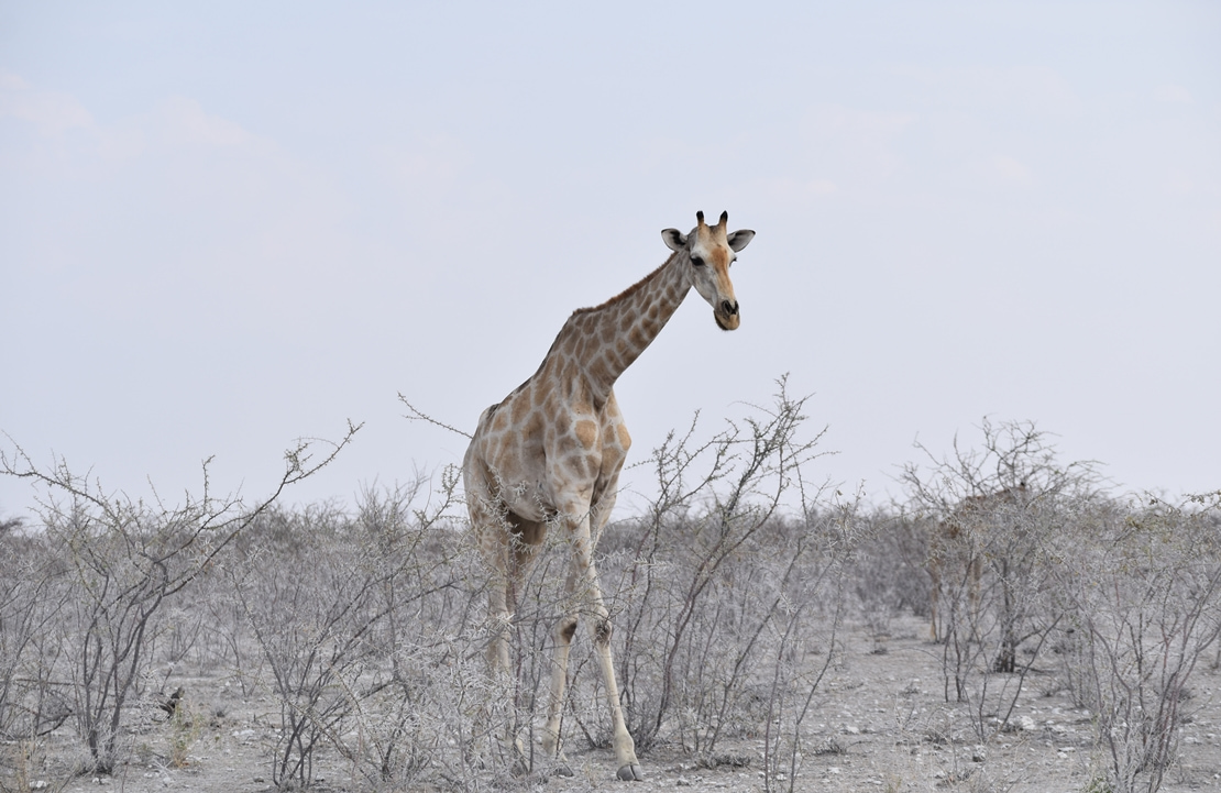 Safari à Etosha - Une girafe traversant le désert blanc - Amplitudes